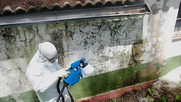 Top rated local Attic Mold Remediation specialists in Three Springs, PA